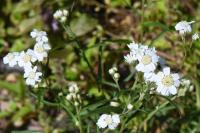 Achillea ptarmica