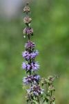 Mentha pulegium