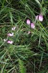 Ononis spinosa subsp. procurrens
