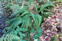 Struthiopteris spicant