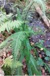 Struthiopteris spicant