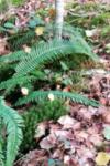 Struthiopteris spicant