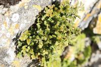 Asplenium ruta-muraria