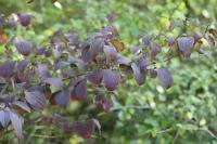 Cornus sanguinea
