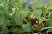 Galinsoga quadriradiata
