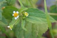 Galinsoga quadriradiata