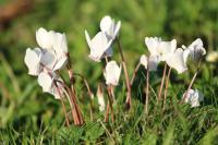 Cyclamen hederifolium