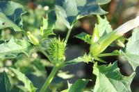 Datura stramonium
