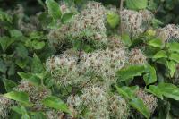Clematis vitalba