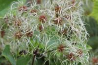Clematis vitalba