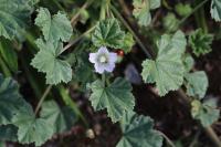 Malva neglecta