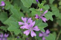 Malva sylvestris