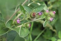 Arctium minus