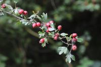 Crataegus monogyna