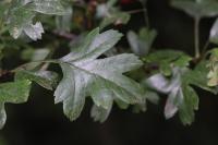 Crataegus monogyna