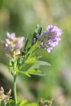 Medicago sativa