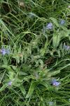 Echium vulgare