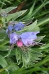 Echium vulgare