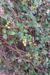 Humulus lupulus