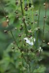 Verbascum blattaria