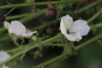 Verbascum blattaria