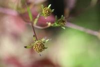 Bidens tripartita