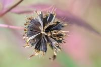 Bidens tripartita