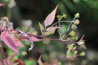 Bidens tripartita