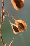 Fallopia dumetorum