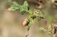 Quercus robur
