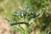Lycopsis arvensis