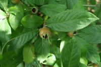 Crataegus germanica