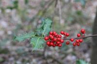 Ilex aquifolium