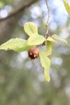 Crataegus germanica