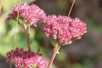 Hylotelephium telephium