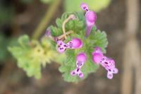 Lamium amplexicaule