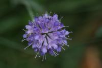 Succisa pratensis