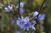 Cichorium intybus