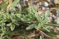 Amaranthus blitoides