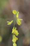 Melilotus officinalis