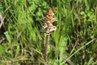 Orobanche picridis-hieracioidis