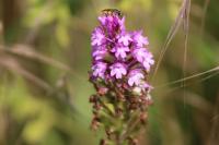 Anacamptis pyramidalis