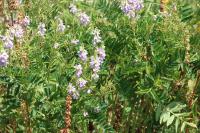 Galega officinalis
