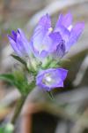 Campanula glomerata