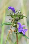 Campanula glomerata