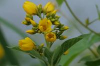 Lysimachia vulgaris