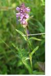 Stachys palustris