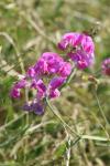 Lathyrus latifolius
