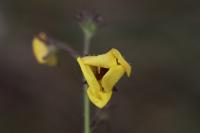 Verbascum blattaria