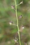 Verbascum blattaria
